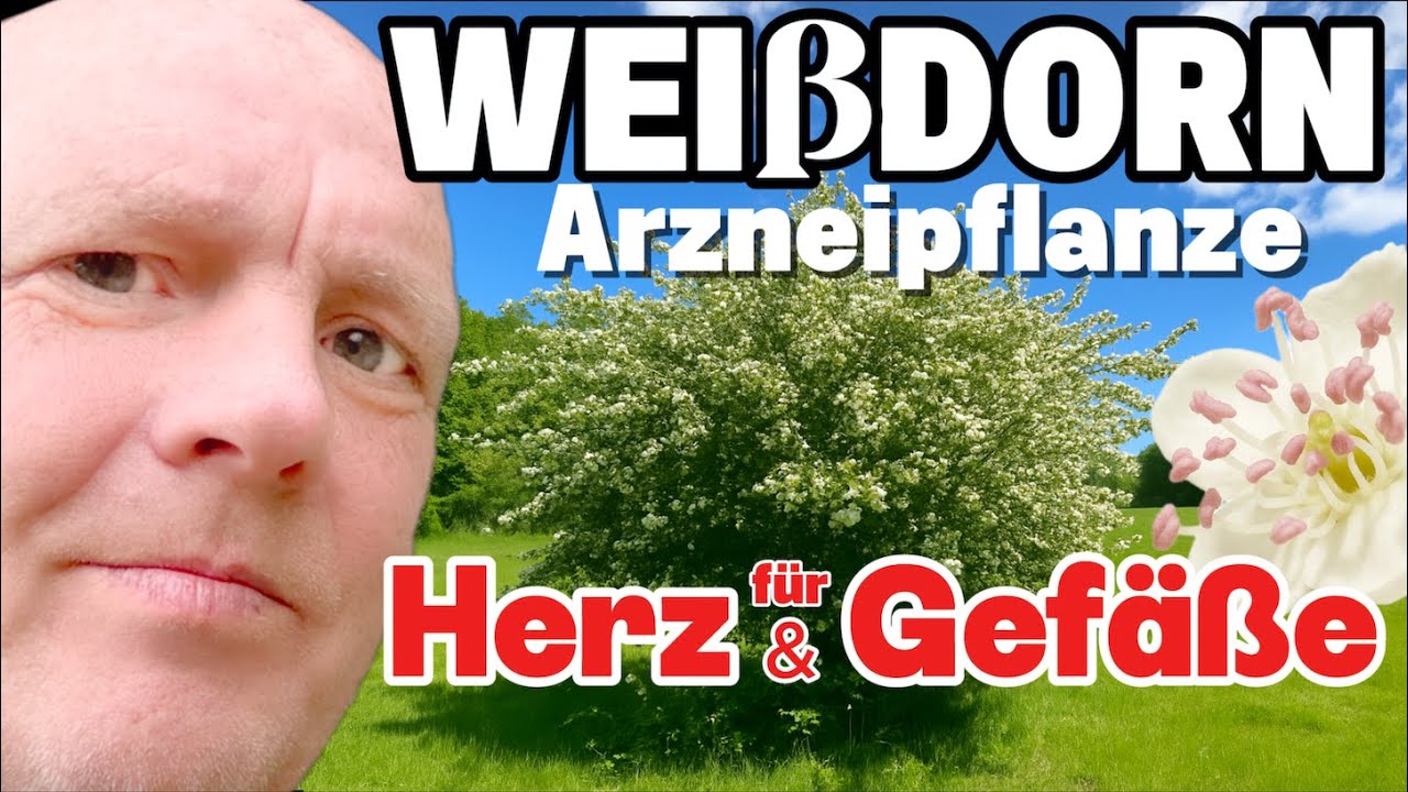 Weißdorn – Beste Arzneipflanze für Herz & Gefäße, Schlafprobleme und Piks mit Bratwurst