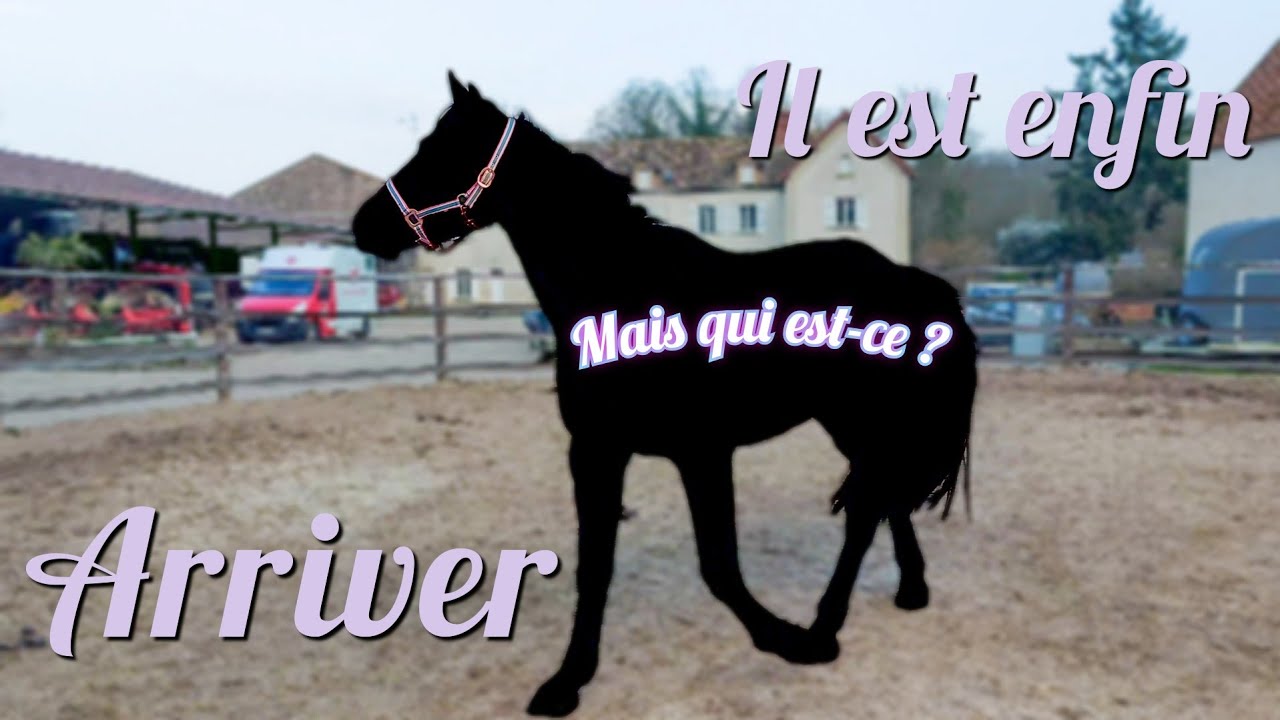 L'arrivée de mon nouveau cheval 💛
