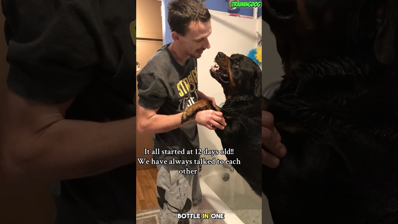 ❌❌❌Rottweiler: Loyal, Strong, and Protective #rottweiler #dog #puppy #dogtraining