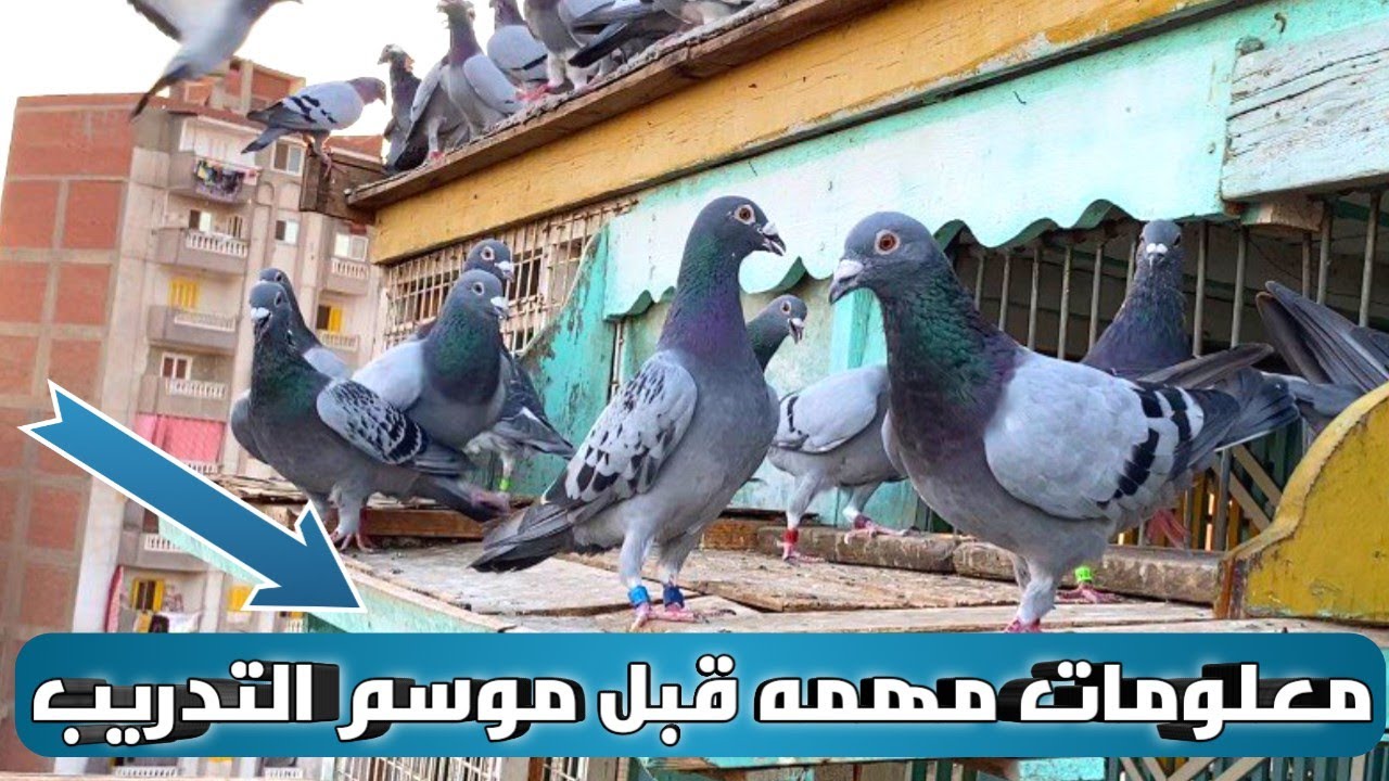 معلومات لغواي الحمام الزاجل قبل التدريب