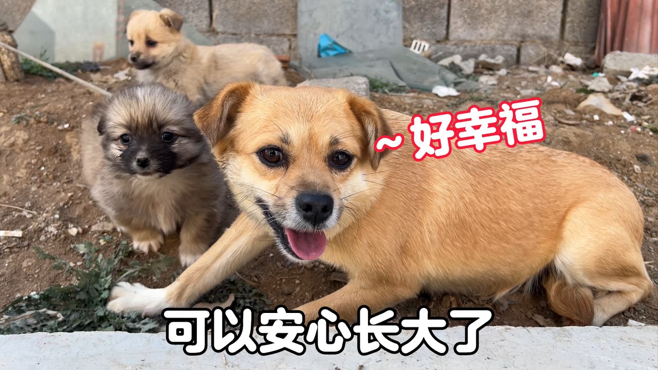 新年新氣象，忙碌操勞中為5只奶狗打了疫苗，個個古靈精怪真可愛