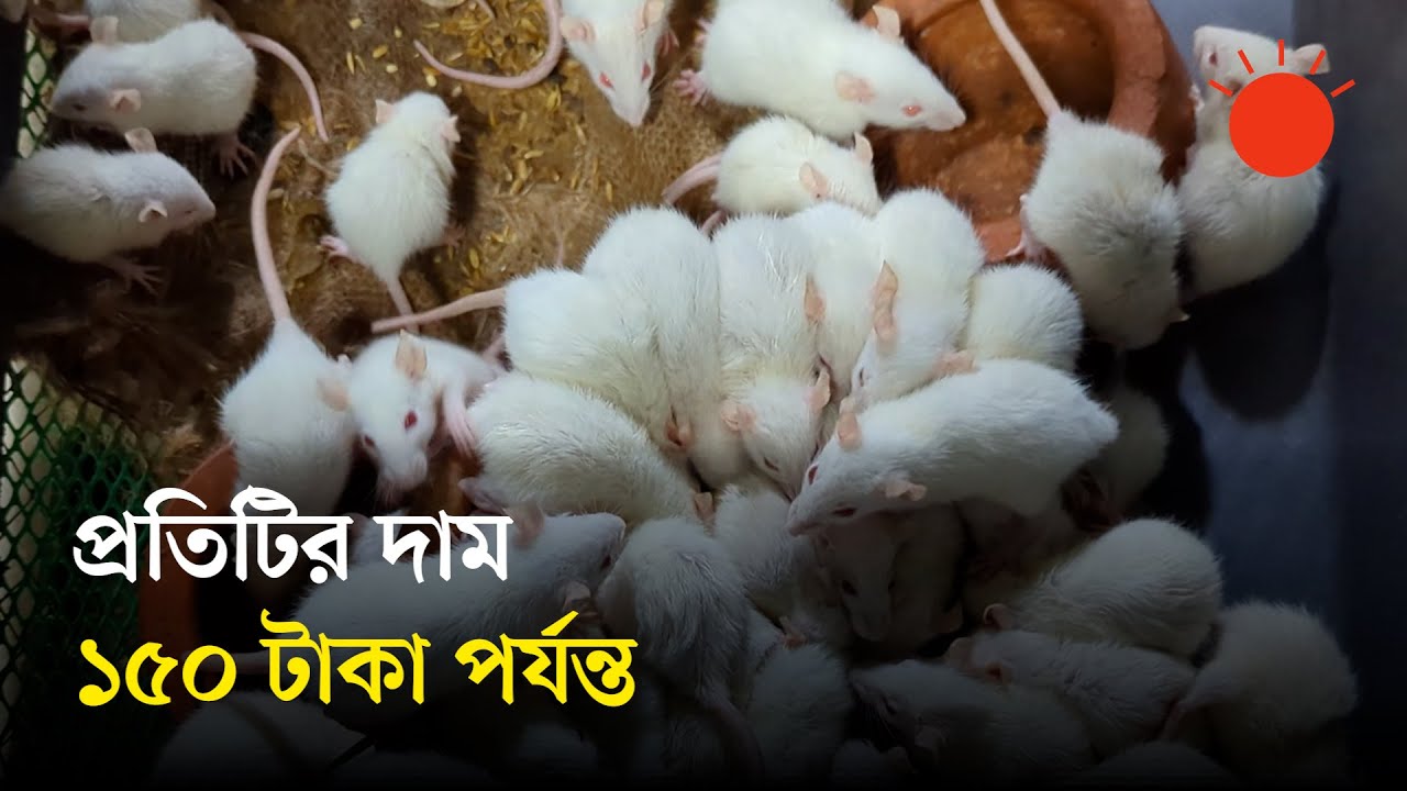 বাড়িতে ইঁদুর উৎপাদন করছেন লাবণী | Rodent Farming in Bangladesh | News | Prothom Alo