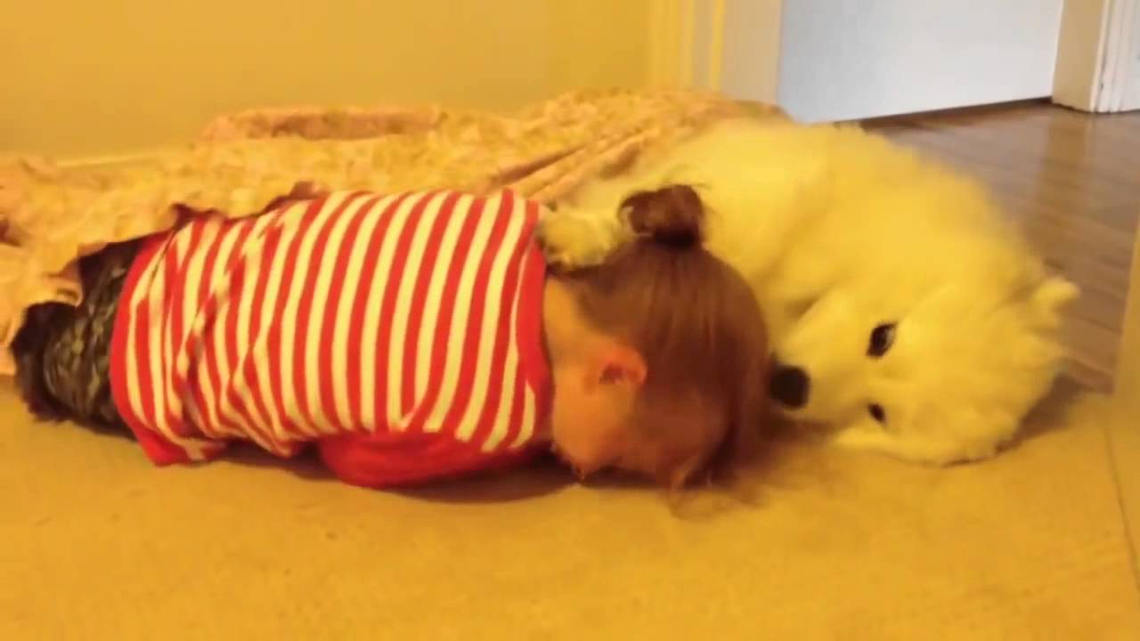 magnifico perro de compa&ntilde;ia  Gracioso  y muy Tierno ( Los ANIMALES tambi&eacute;n tienen sentimientos)