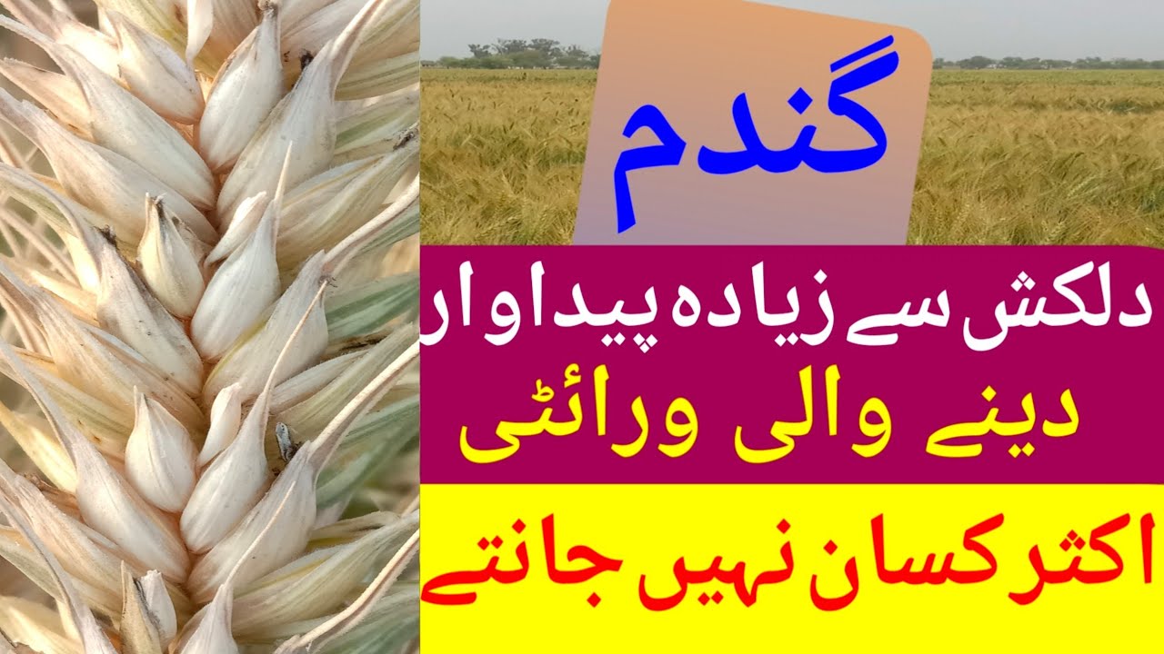 Best Wheat Variety from Dilkash |High Yield Wheat Variety from All Varieties |crop reformer