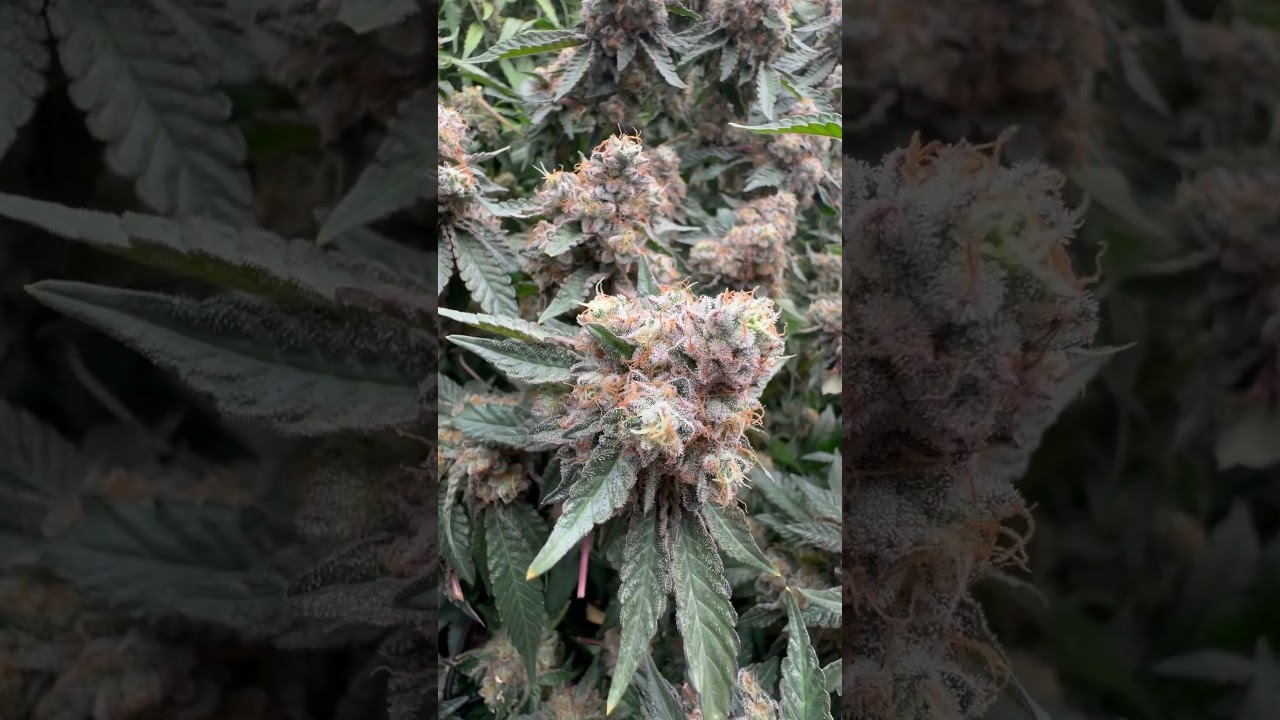 Noch ein paar Tage #shortvideo #shorts #short #video #viralvideo #viral #weed #pot #legal #plants