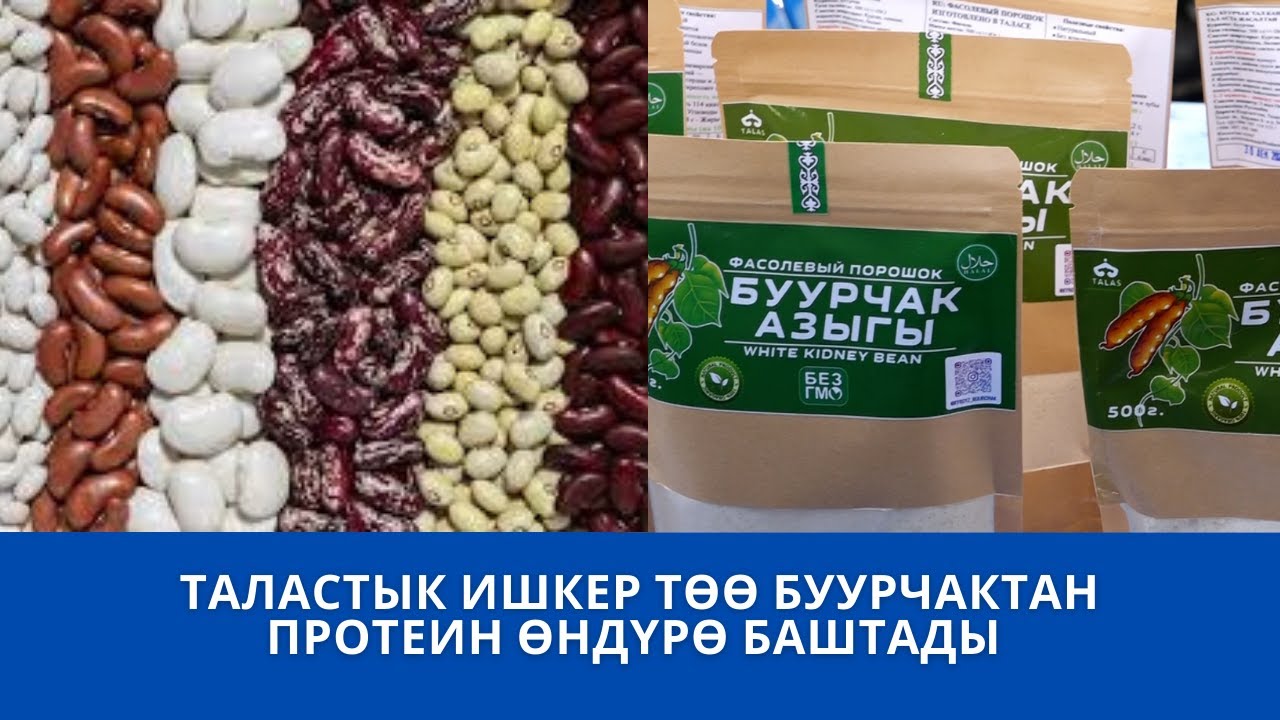 ТАЛАСТЫК ИШКЕР ТӨӨ БУУРЧАКТАН ПРОТЕИН ӨНДҮРӨ БАШТАДЫ