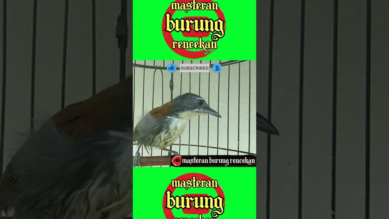 Burung sniper gacor full tembakan #shorts #burungsnipergacor #tepus