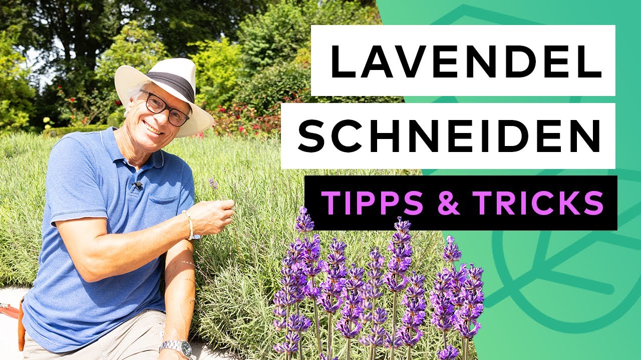 Lavendel schneiden - Tipps & Tricks