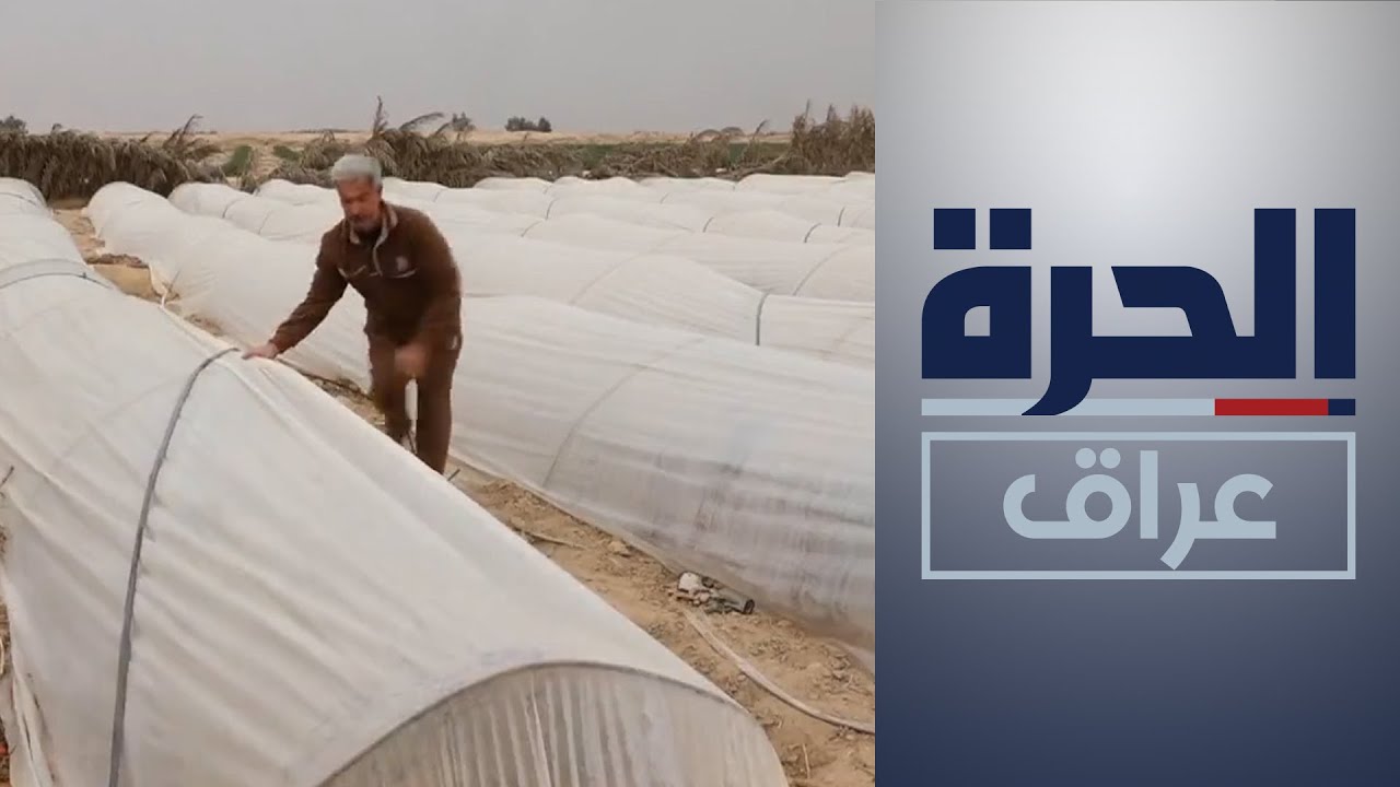 انتشار الزراعة بالبيوت البلاستيكية في مناطق النجف الزراعية