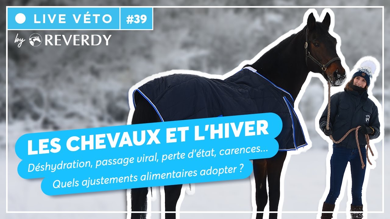 Live #39 Les chevaux & l'hiver ❄️ Quels sont les risques ? Quels ajustements alimentaires adopter ?