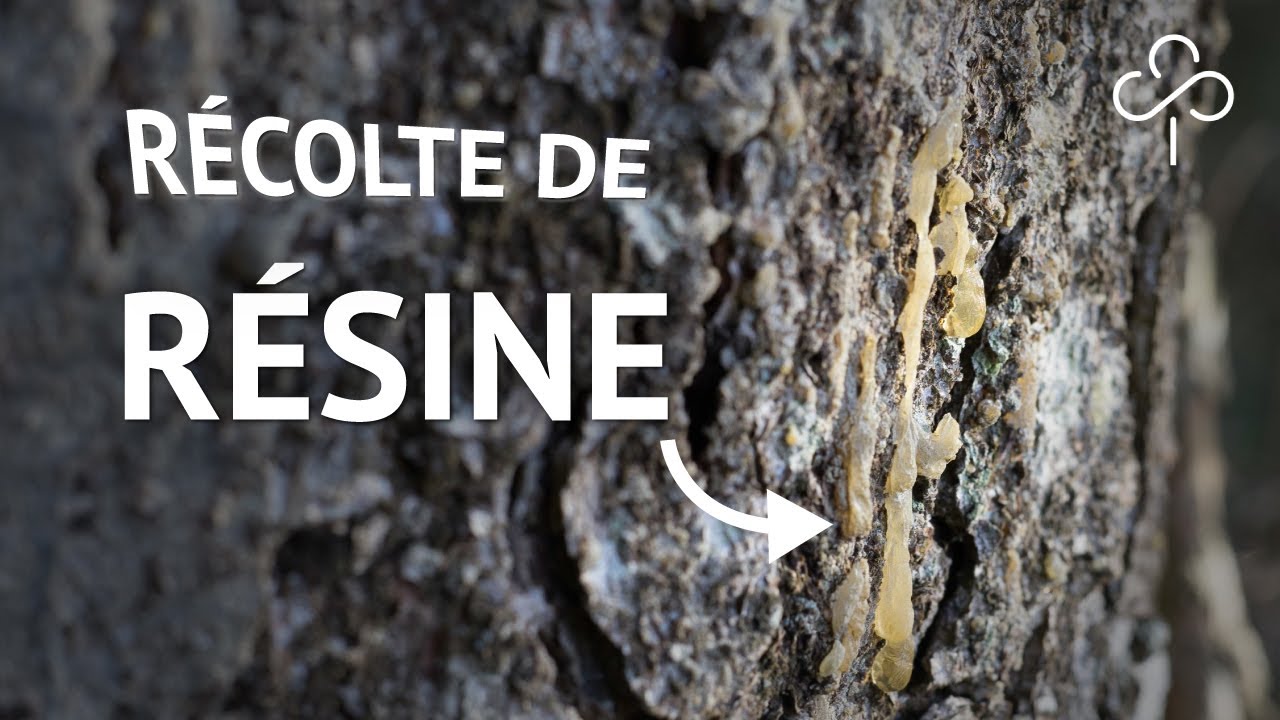 Comment récolter la RÉSINE d'un arbre