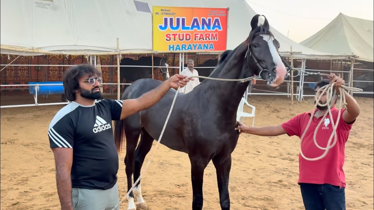  PUSHKAR M AAYA CHAMPION GHODA / PAHLWAN KA / #horse #pushkarmela2024 
