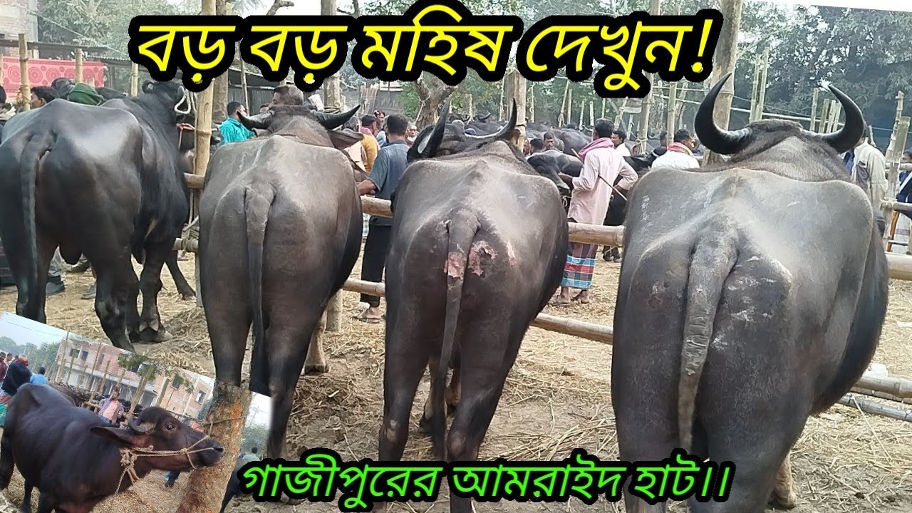 ছোট বড় সব ধরনের মহিষ এর দাম জানুন! গাজীপুরের আমরাইদ হাট থেকে! buffalo prices in Bangladesh.