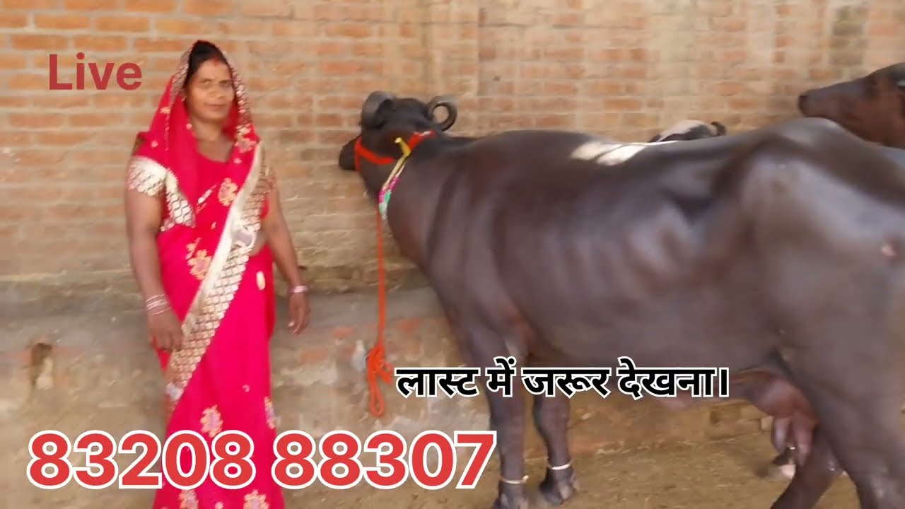 हरियाणा झज्जर की शान 2 महीने की गाभिन 12 लीटर दूध बहुत ही शानदार मुर्रा भैंस ₹50000 में#viralvideo