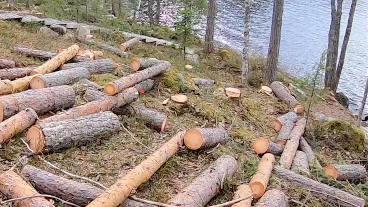Crazy chainsaw sports. 90 fellings  in one day. Hullua moottoriurheilua, 90 kaatoa yhdessä päivässä