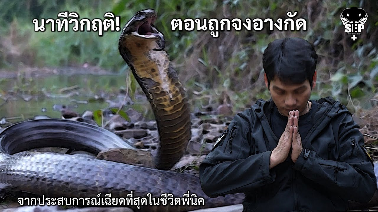 SEP EP.43 นาทีวิกฤติ! ตอนถูกจงอางกัด เมื่อชีวิตต้องแข่งกับเวลา!!