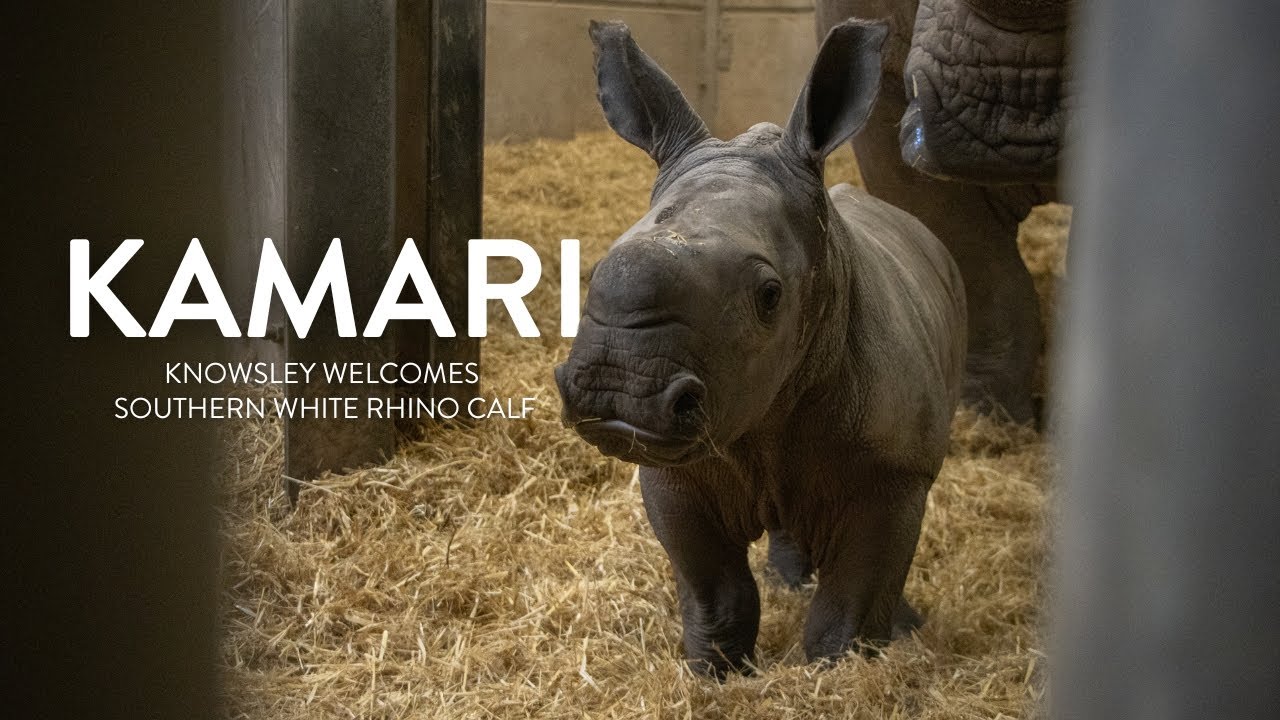 Knowsley Safari Welcomes Southern White Rhino Calf