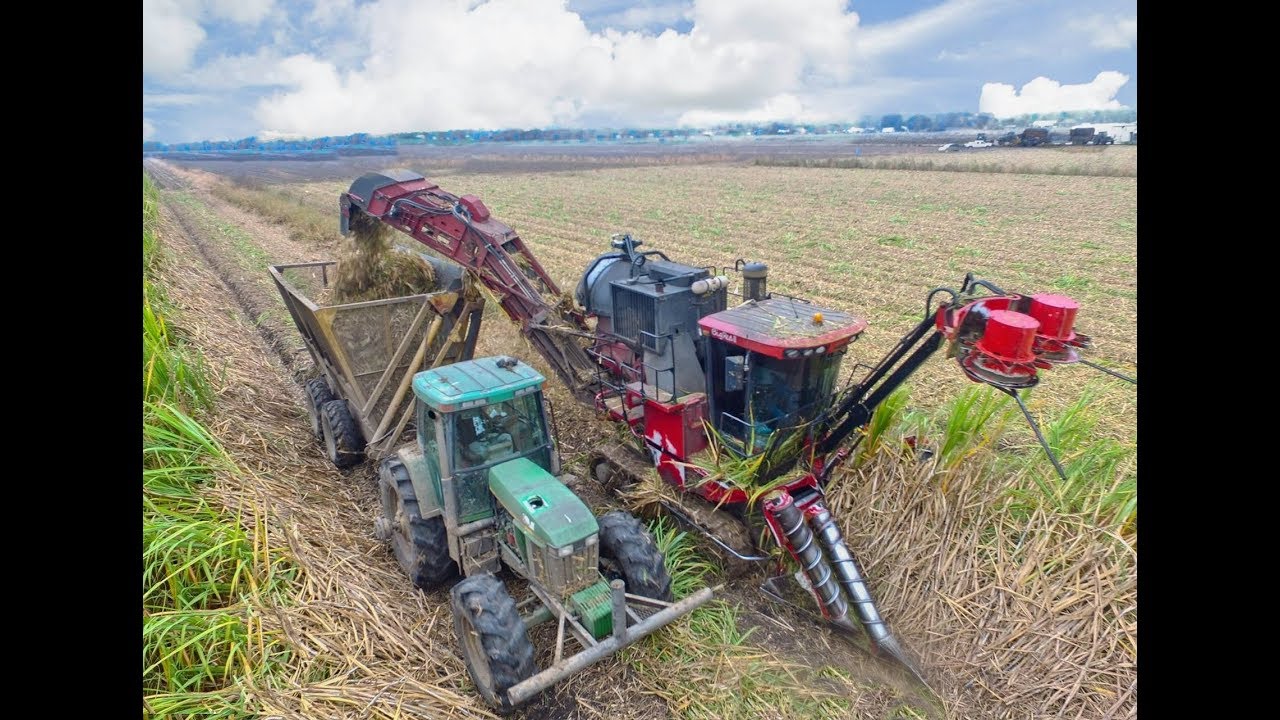 Cane Harvest 2017 with a Case IH Sugarcane Harvester 4K video