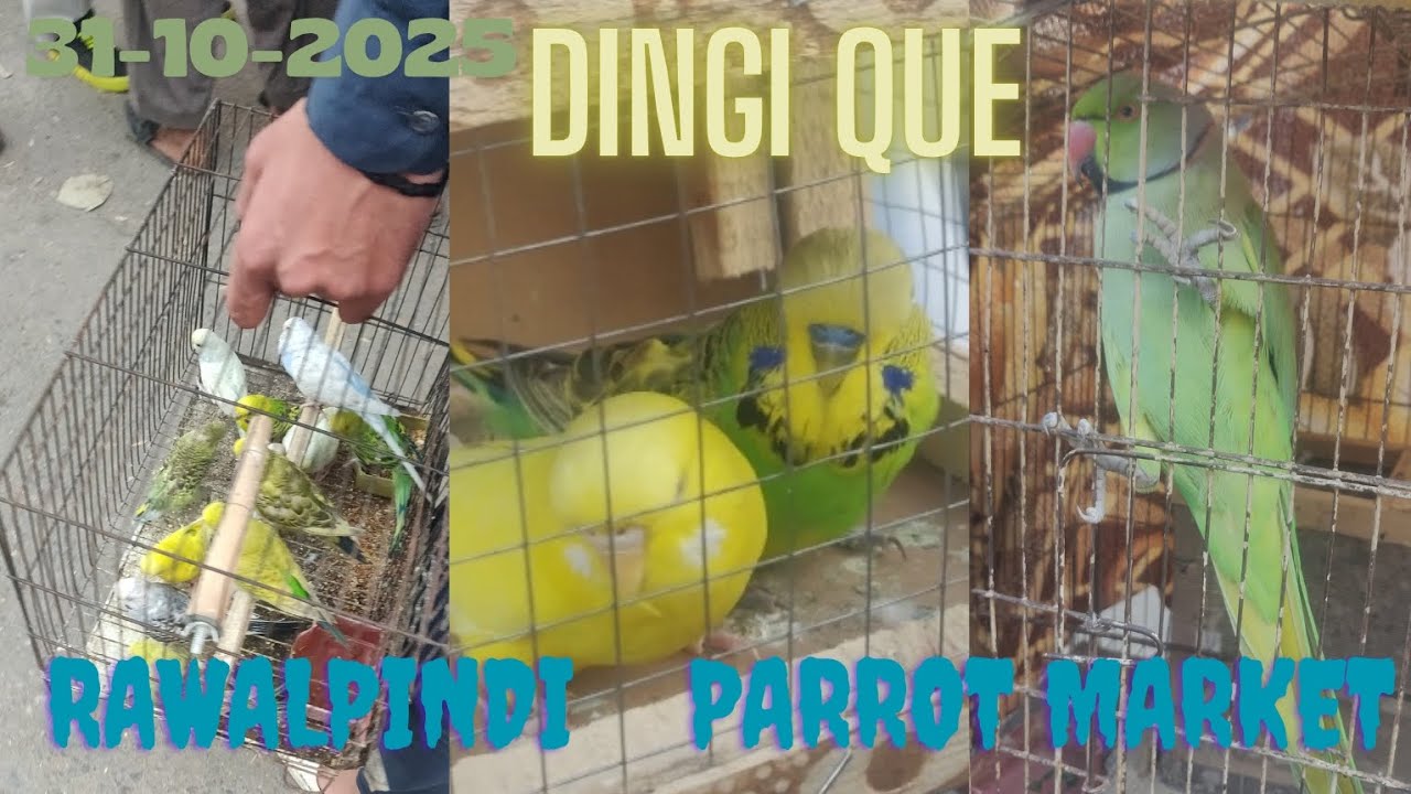 Dingi Que Parrot market latest update|| Friday bird market rawalpindi