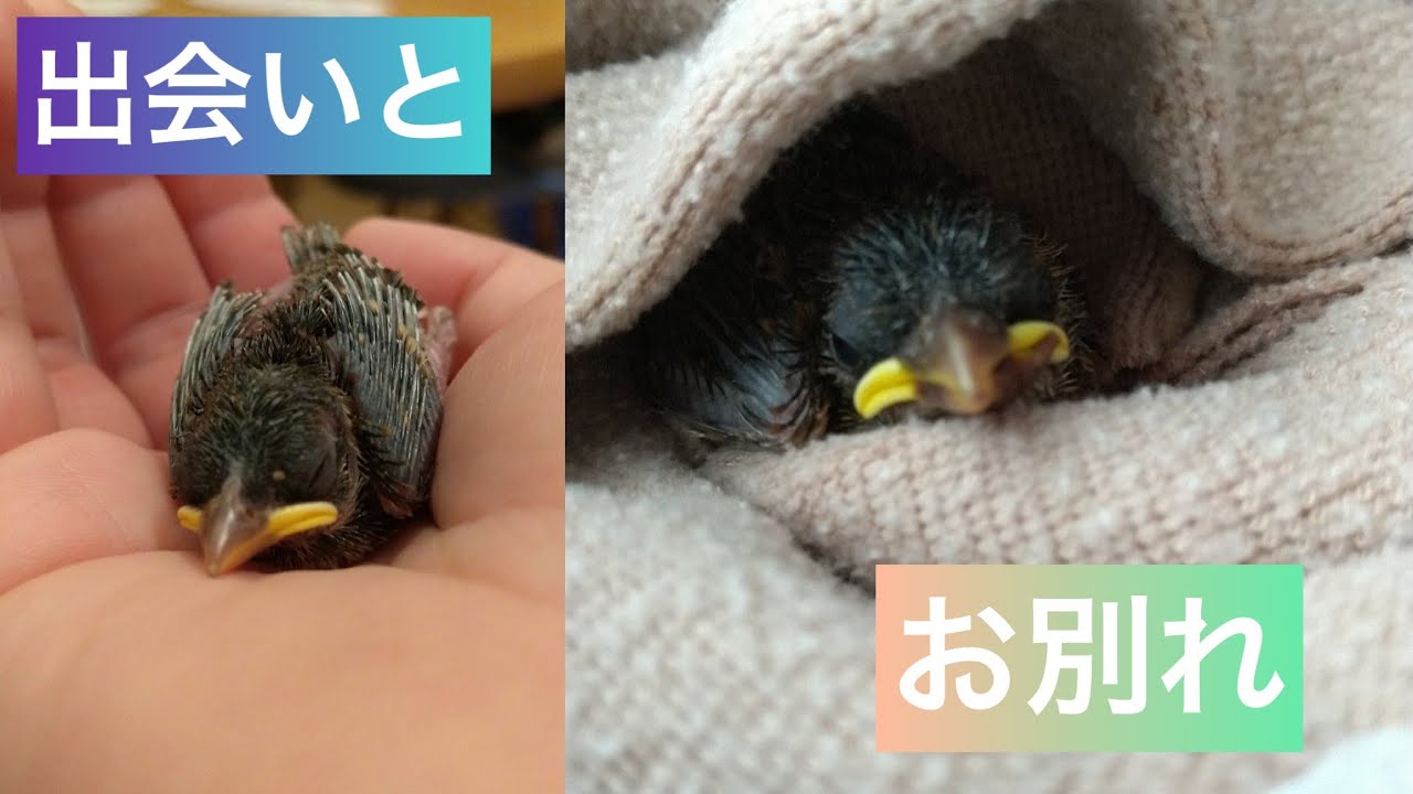 ある日庭に落ちてきた雀のヒナを保護して育てた全記録。