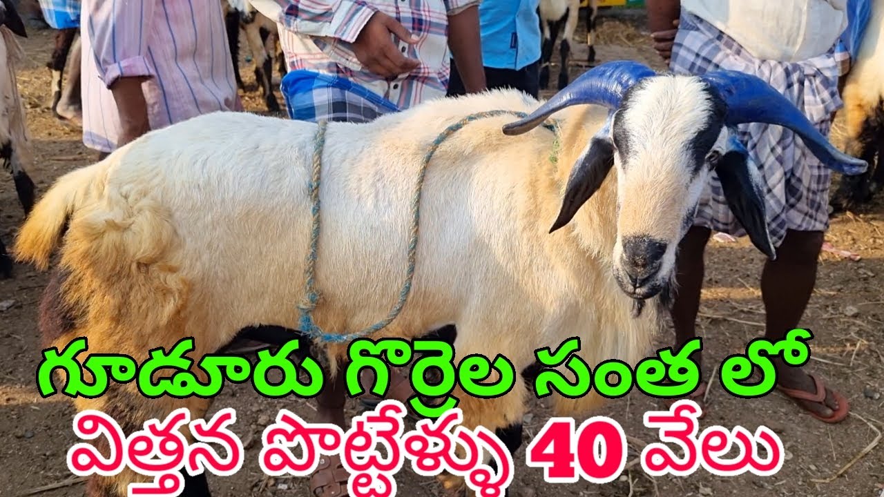 Biggest sheep bakra 13 10 2023 Gudur sheep market