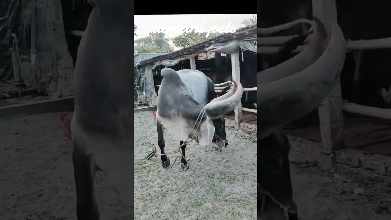 Chand Bail Bull  Ki Qurbani | Top Cow Breeds for Qurbani in Pakistan