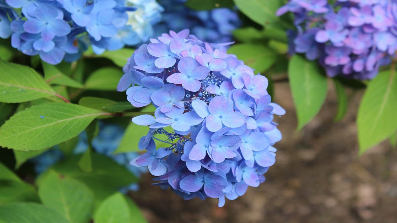 Planting Mophead Hydrangeas in The Quarry Garden