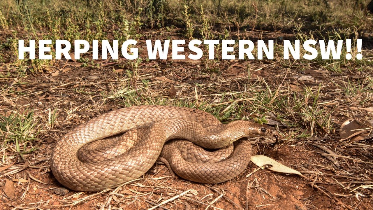 A Weekend Out West! Herping Western NSW!
