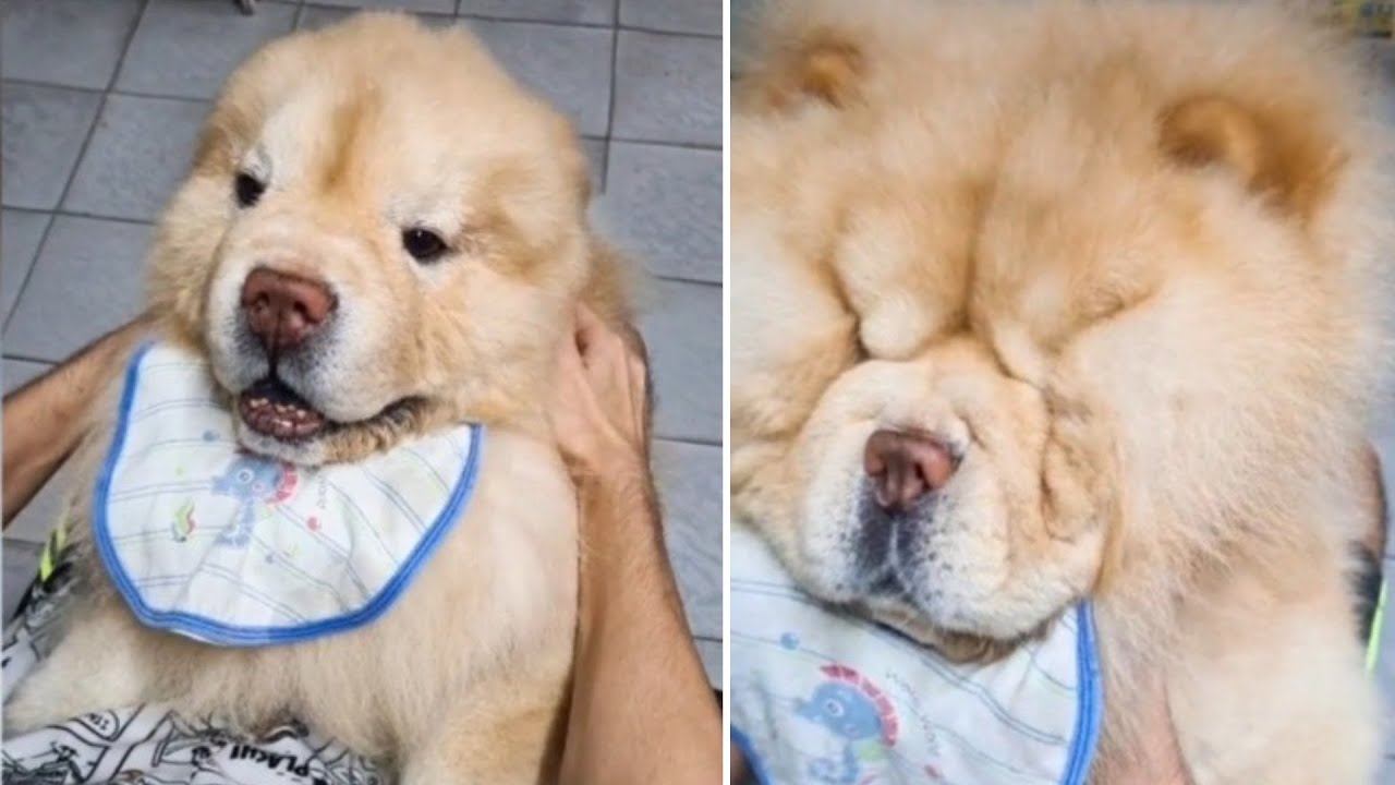 ERRO DO WINDOWS - TREND COM OS ANIMAIS MAIS FOFOS DO TIKTOK | Animais Fofos
