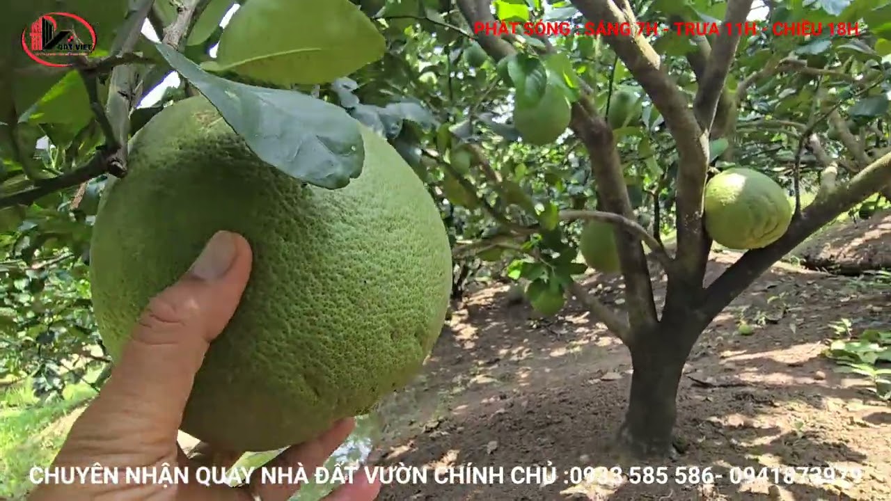 MS:25331 Vườn bưởi trái sum sê ngon lành siêu rẻ 570 triệu /1000?m2  - Gần đường nhựa 100m .