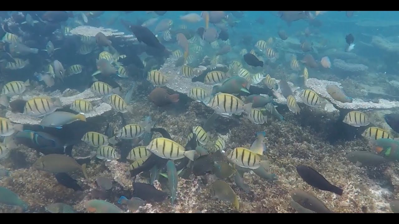 Manimanira - 5 fingers reef - snorkeling, Ningaloo Marine Park - Coral Bay - Western Australia