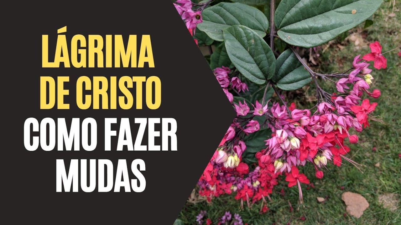 Lágrima de Cristo: Como Fazer Mudas