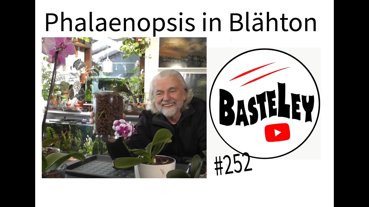 Phalaenopsis in Blähton #252