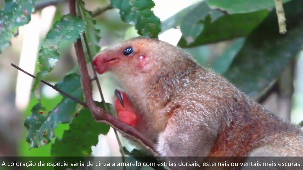 Tamanduaí/Silky anteater/Cyclops didactylus
