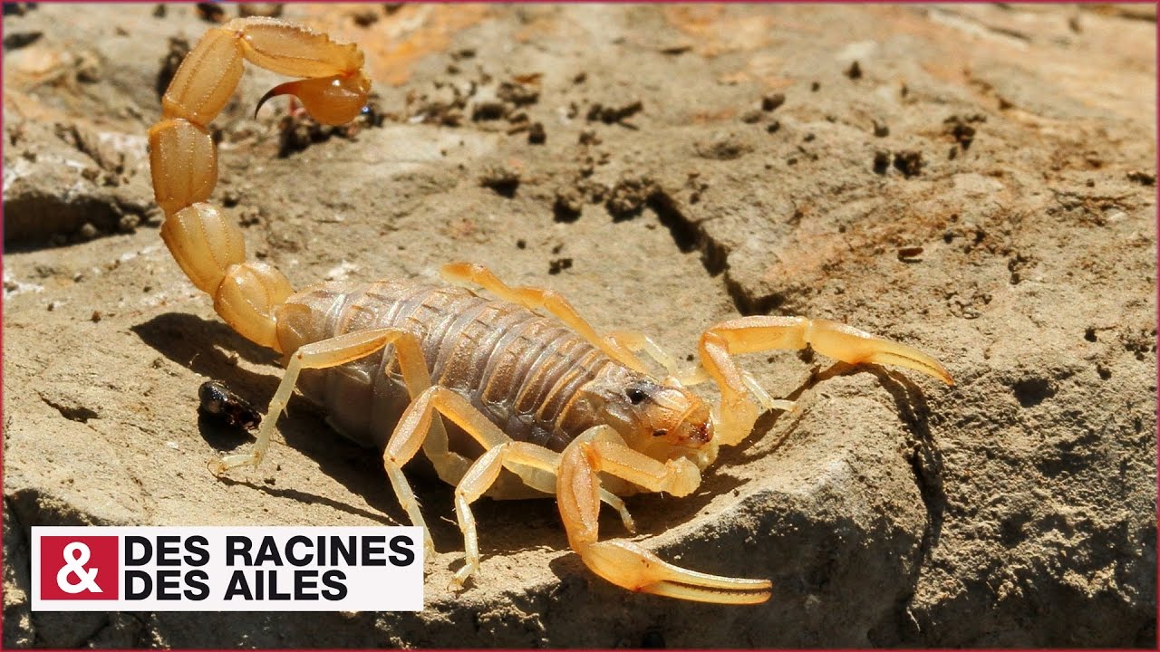 Le scorpion de Provence, dangereux mais utile !