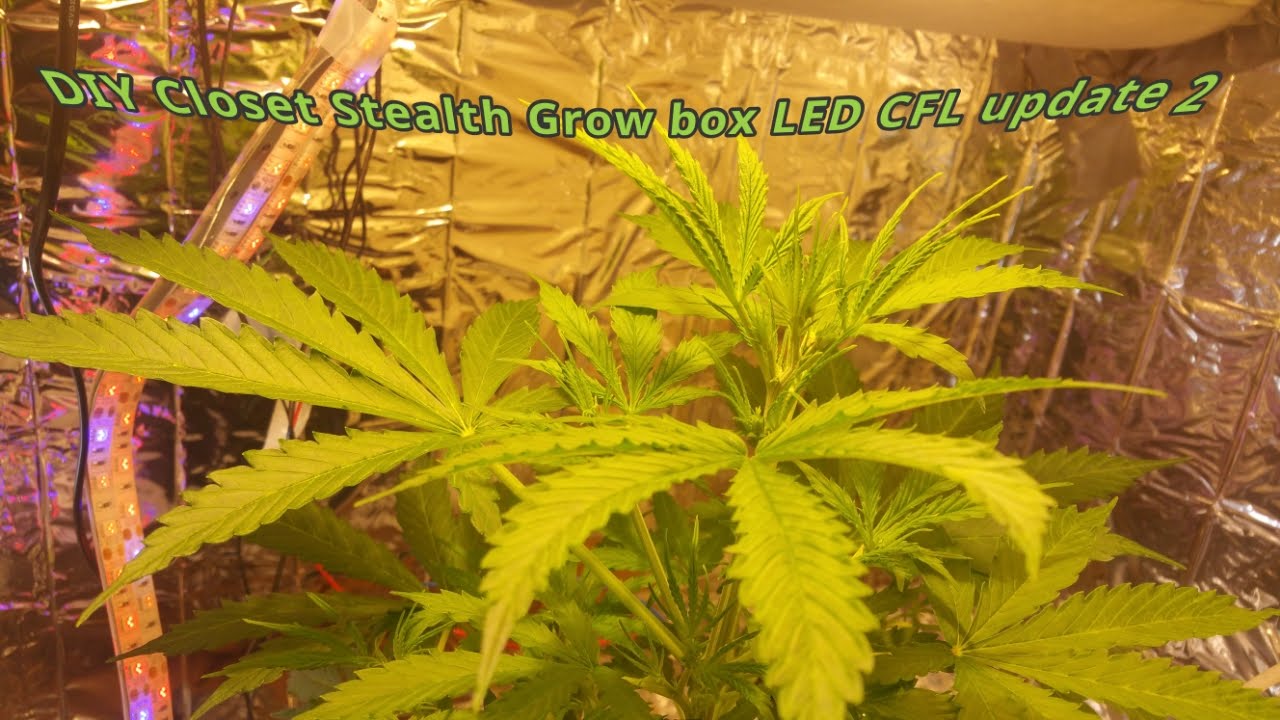 DIY Closet Stealth Grow box LED CFL CMD Micro Grow 2