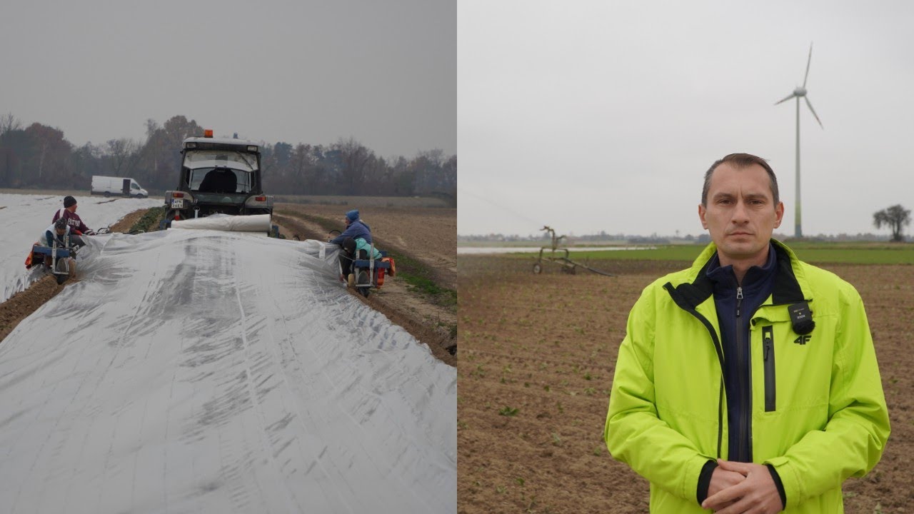Przygotowanie plantacji truskawek do zimy, Czerwińsk nad Wisłą, 8.11.2024