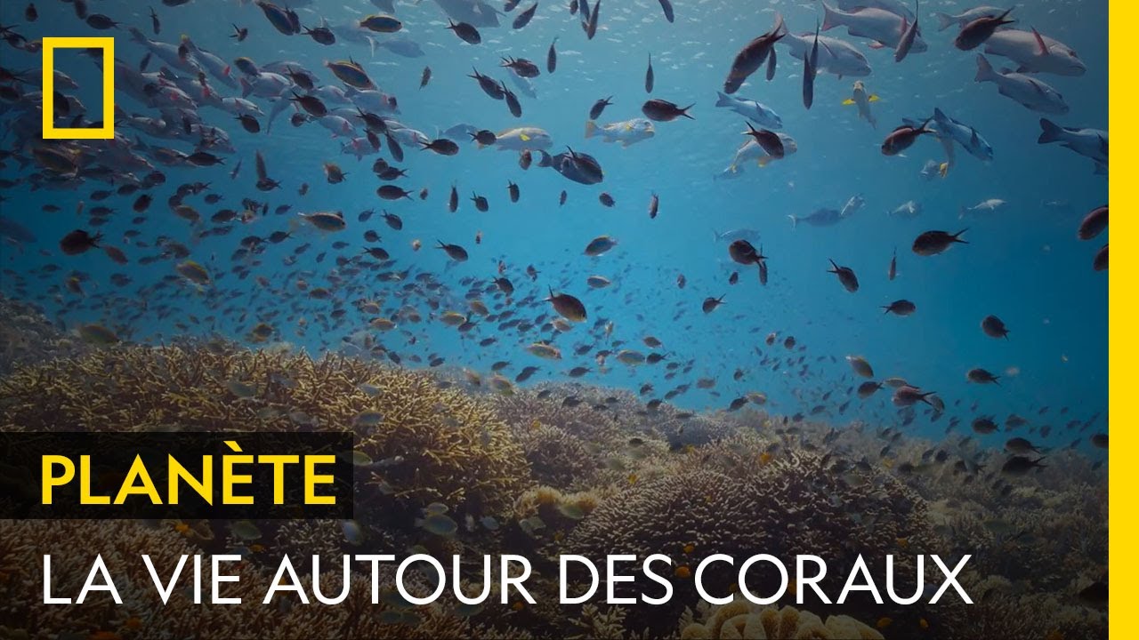 Les récifs de coralliens sont des oasis de vie