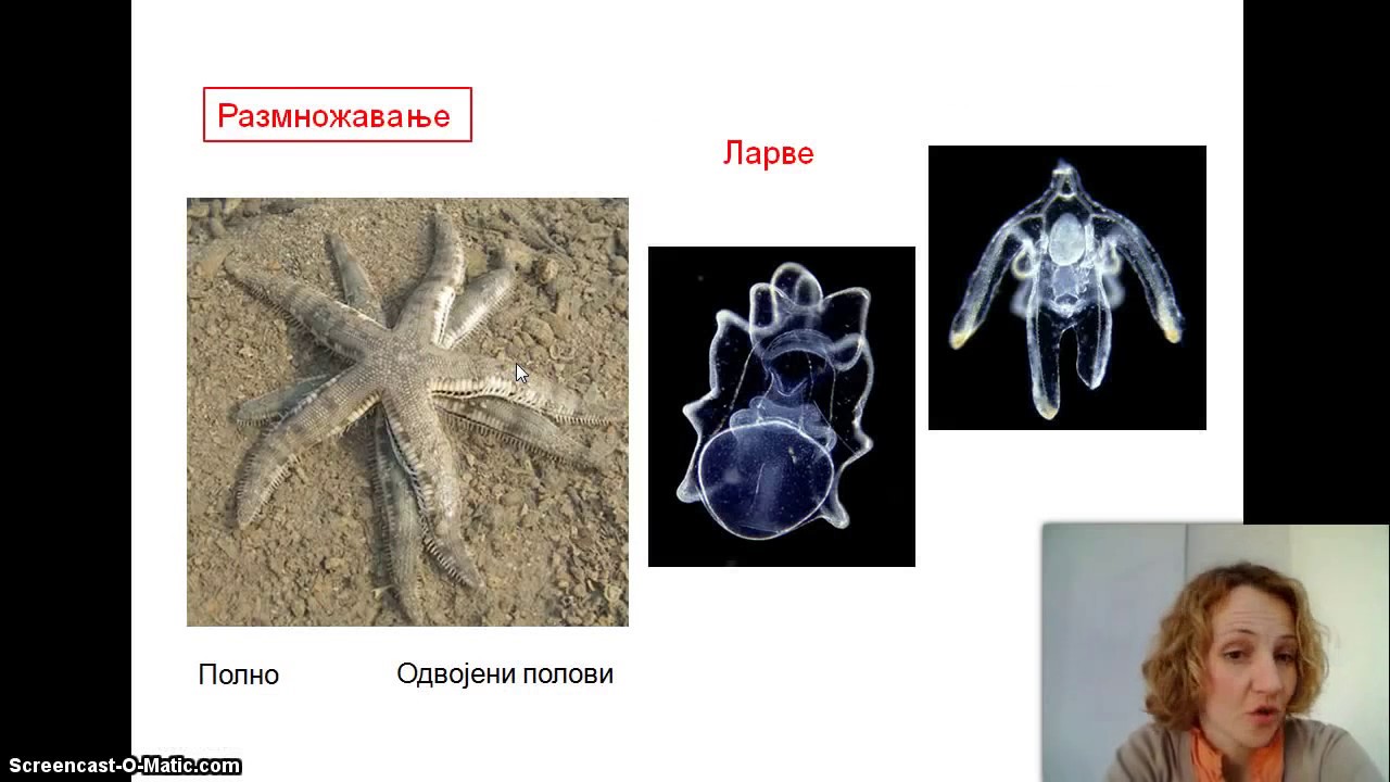 Izokrenuta učionica - bodljokošci