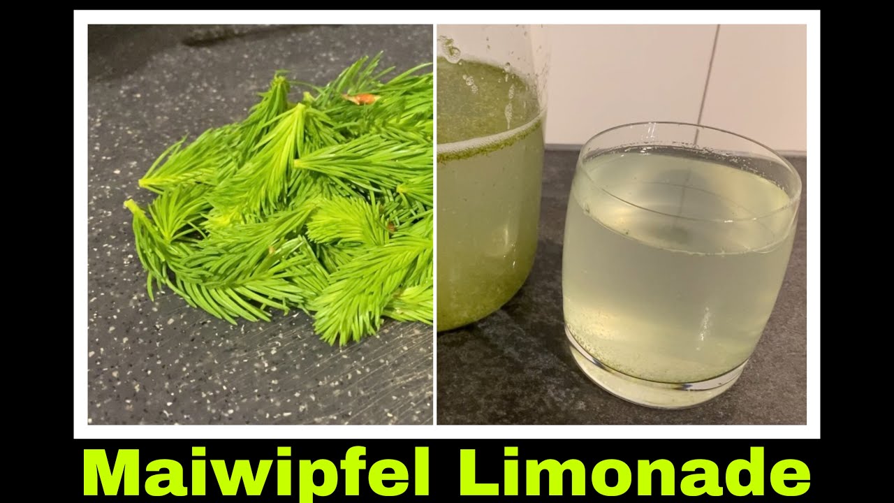 zuckerfreie Fichtennadel Limonade | Maiwipferl Rezept | Selbstversorgung