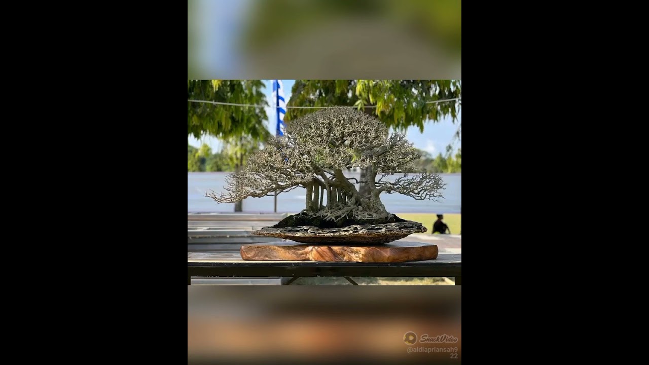 inspirasi bonsai indonesia