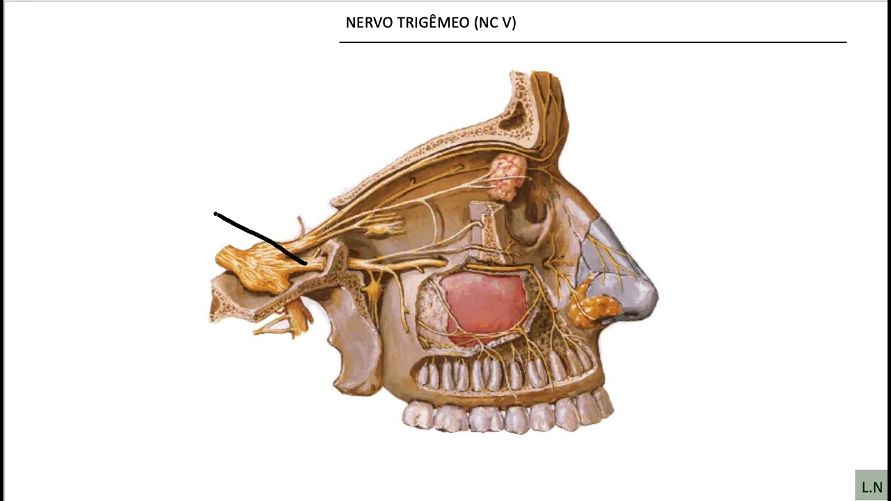 Nervo maxilar