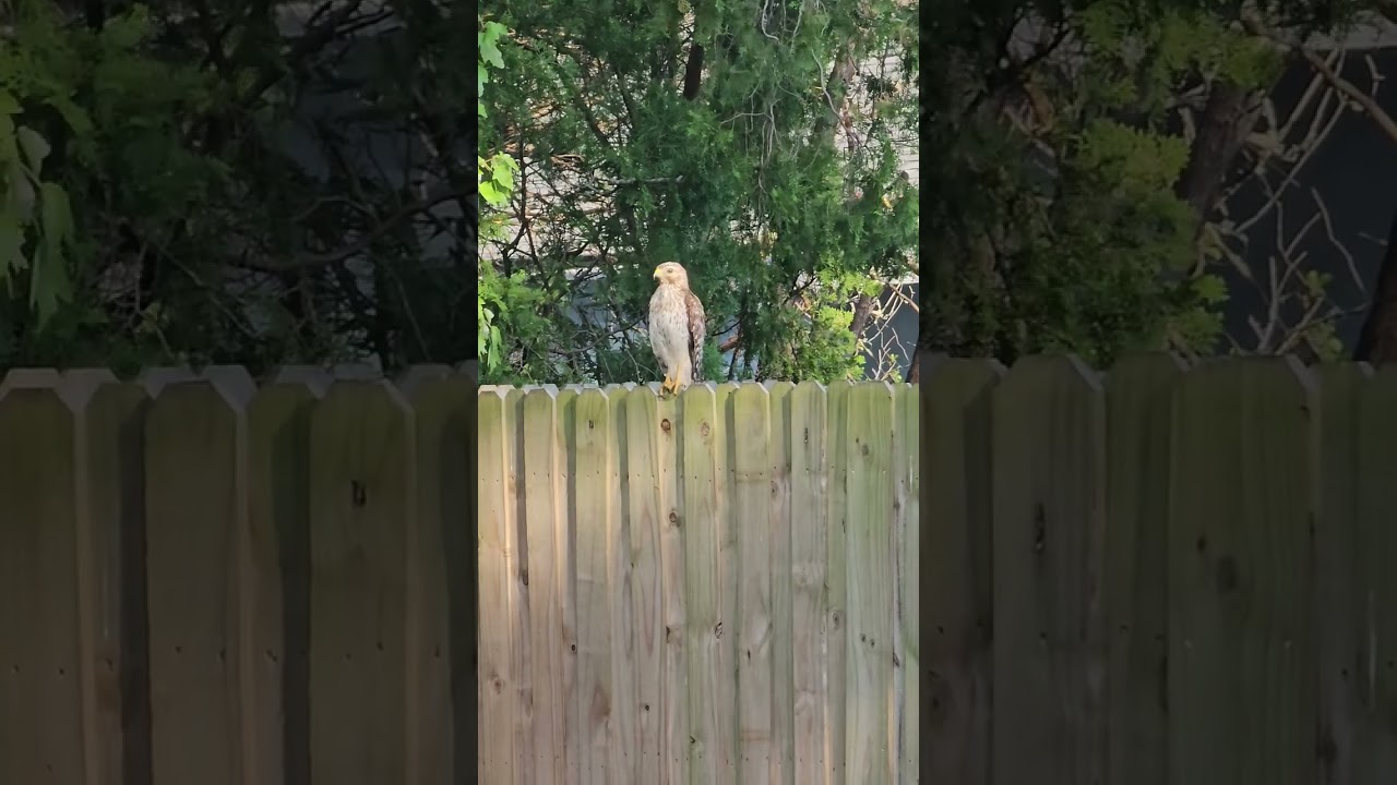 the mockingbird is mad at the hawk 😳🤍🤎🖤💛