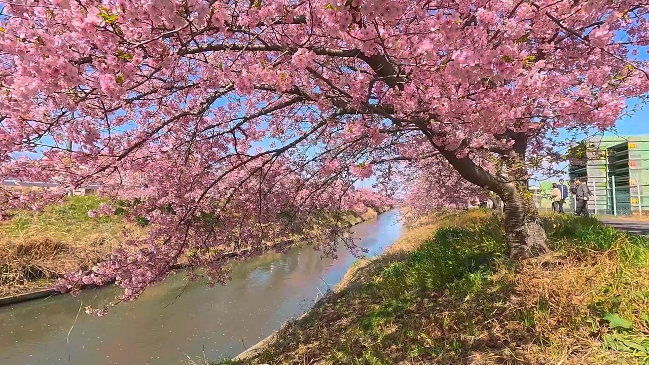 埼玉県　青毛堀川沿いの河津桜（2026　0307）河津桜