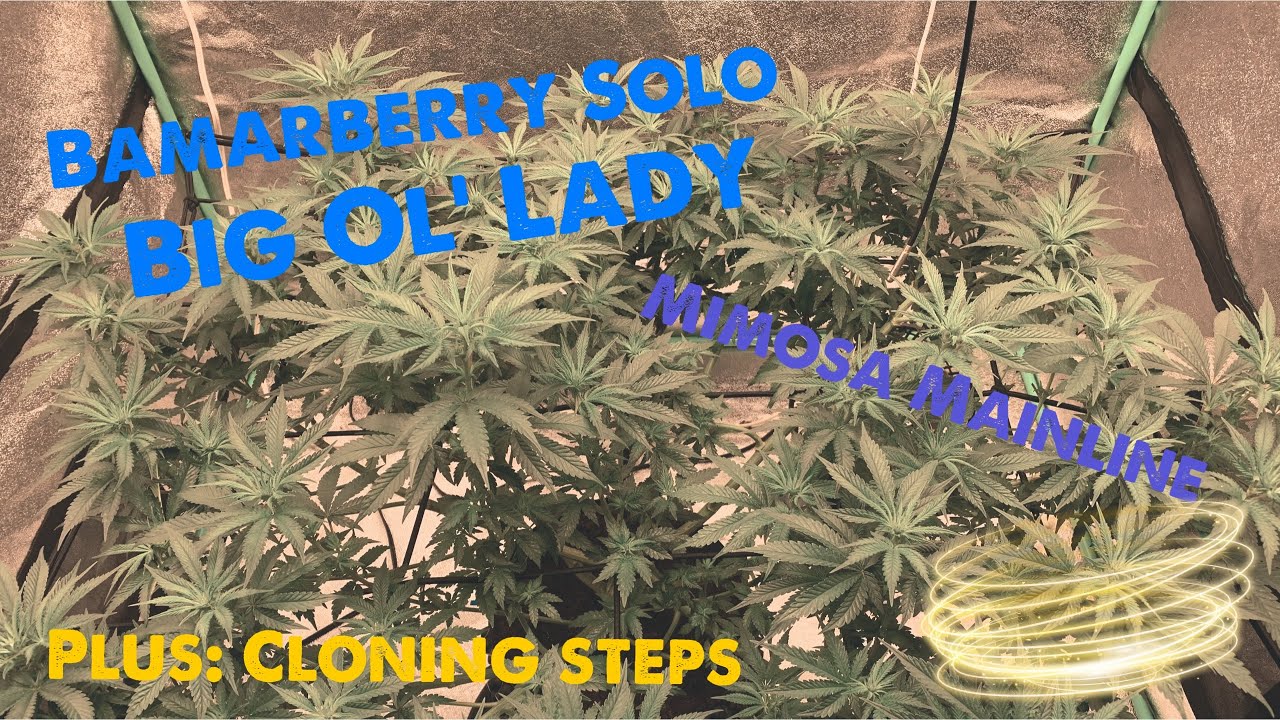 Update 1.16: BamarBerry Sexing, Cloning Step by Step, Flowering starts for Mimosa Evo and Bamarberry