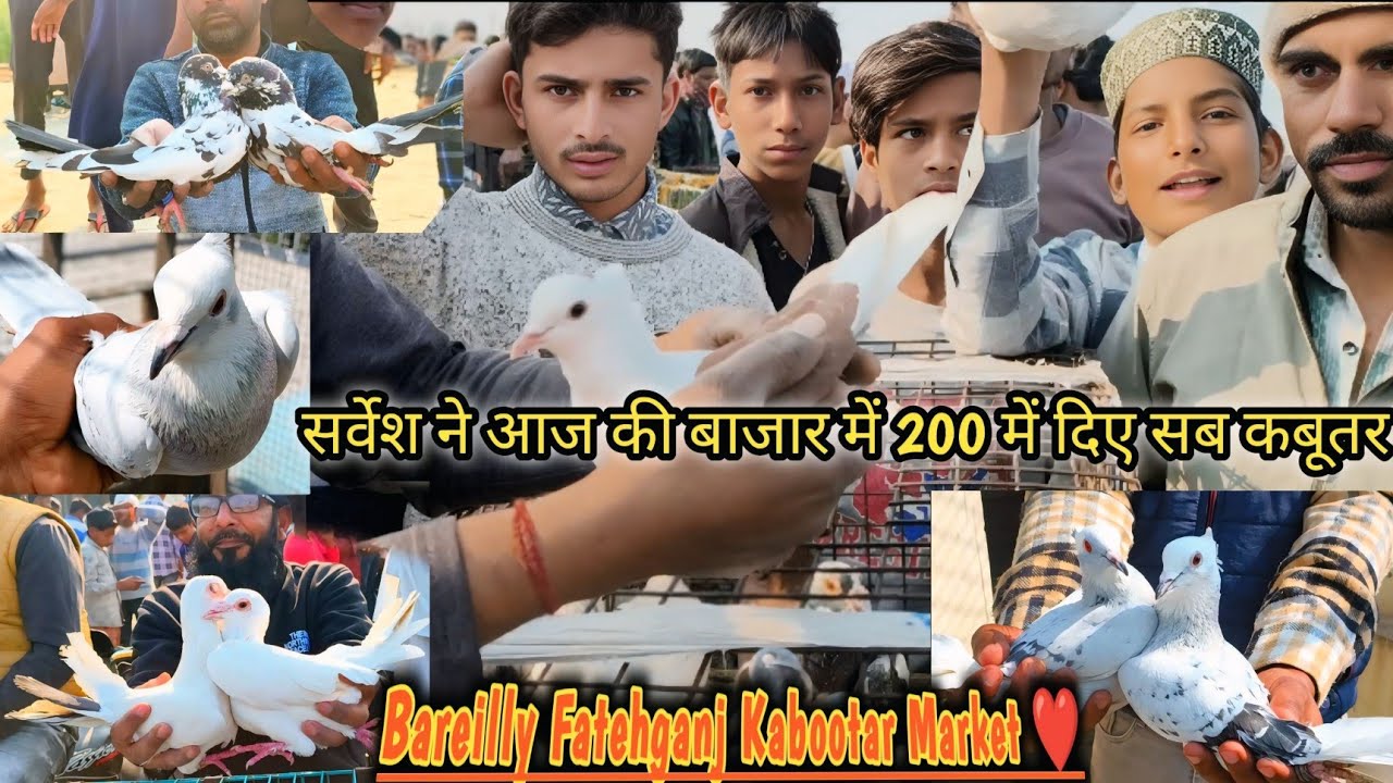 For Sale आज की बाज़ार में ₹200 rupaye कबूतर बिक रहे हैं बरेली फतेहगंज कबूतर चौक 19-02-2027