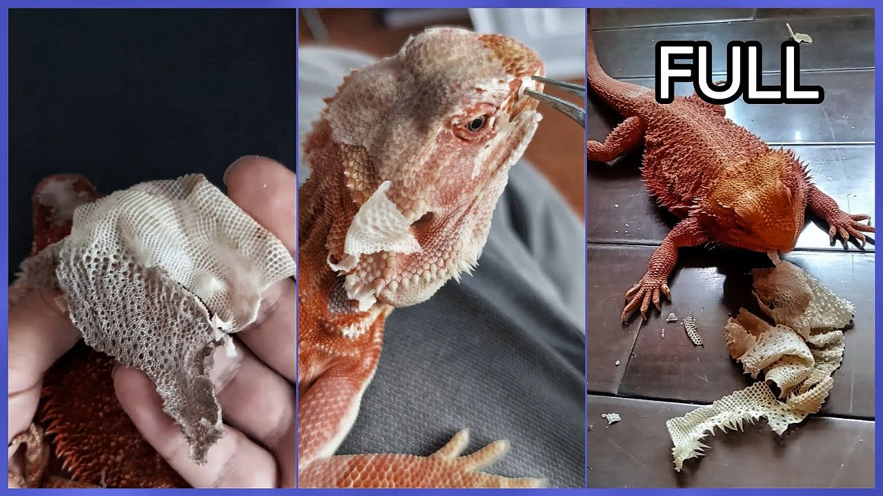 FULL Bearded Dragons Shedding Skin Ep.11 - 20 | Say Goodbye to Stubborn Shed