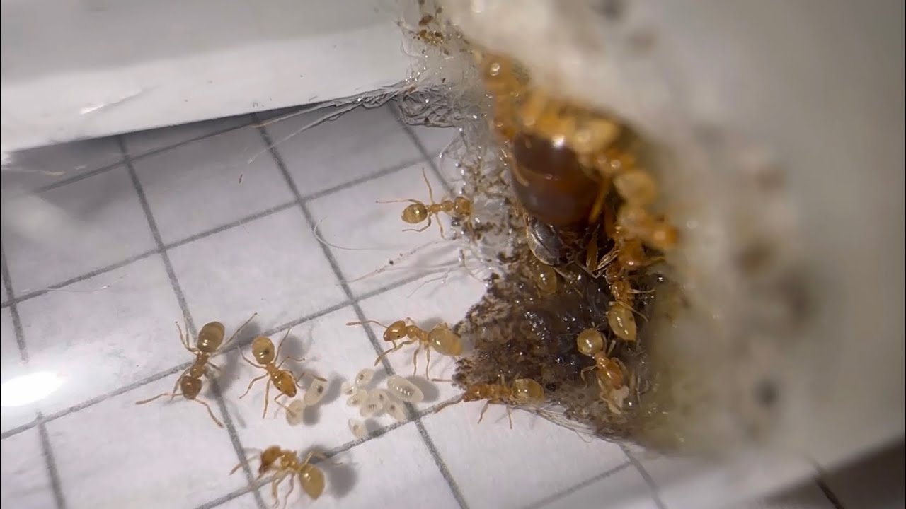 Alles was man über Lasius flavus wissen muss! | Ameiseninfo 10
