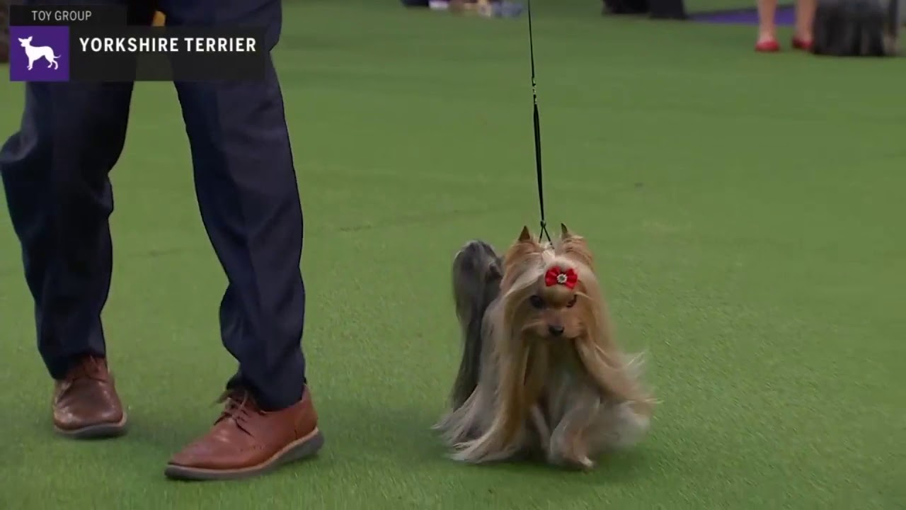 Yorkshire Terriers | Breed Judging 2020