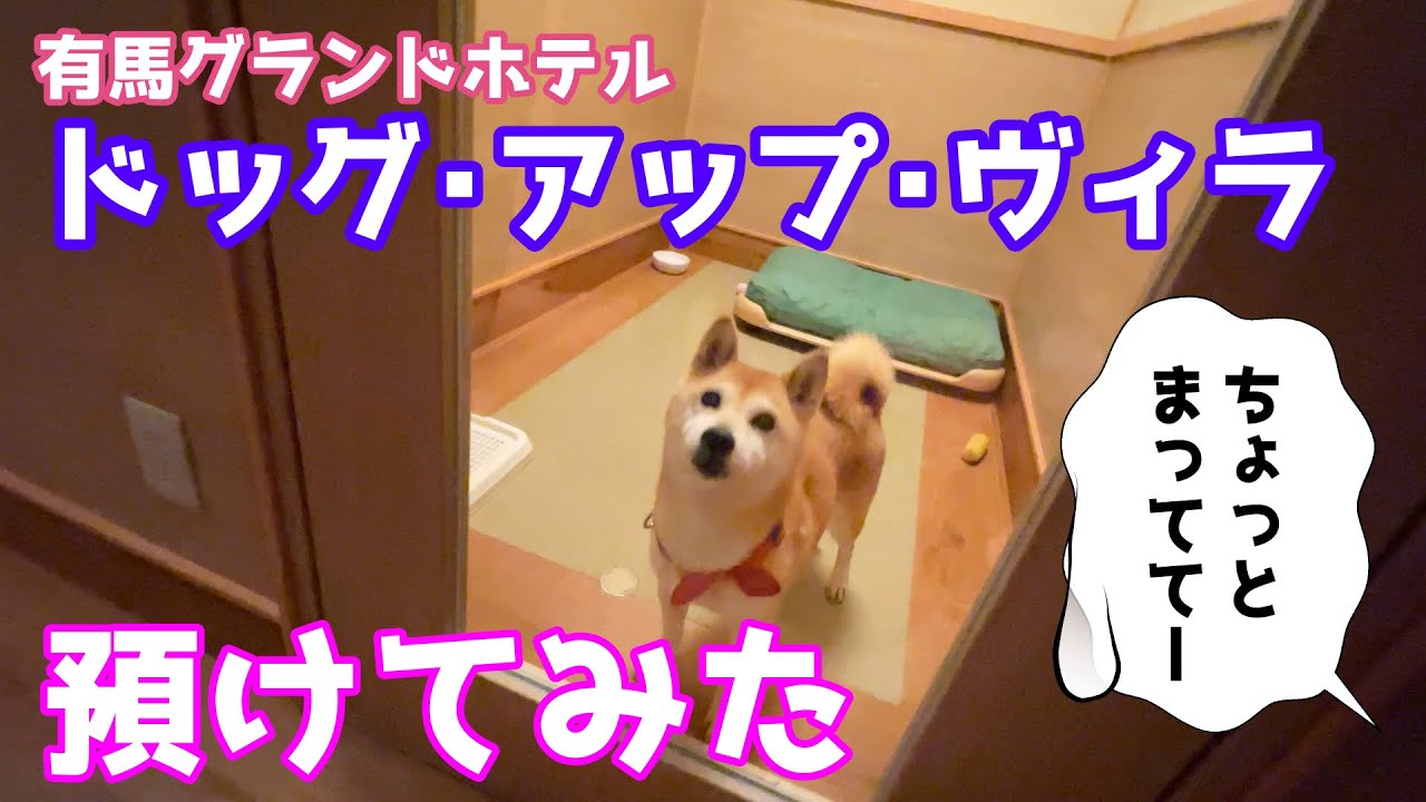 柴犬小春　【いい子で待てる？】ドッグ・アップ・ヴィラで預かってもらってみた　有馬グランドホテル　DOG UP VILLA